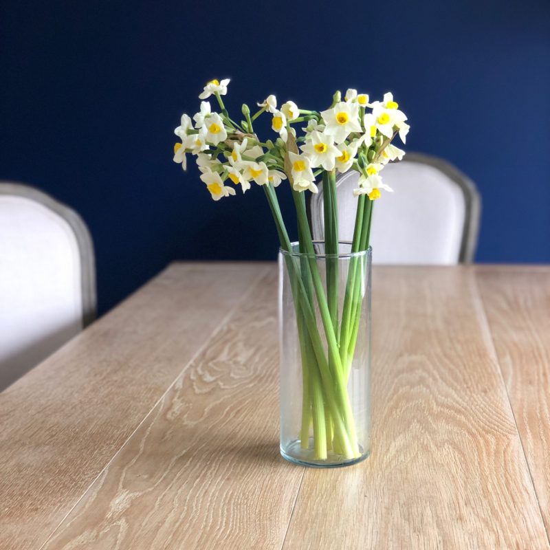 Spring daffodils against blue wall