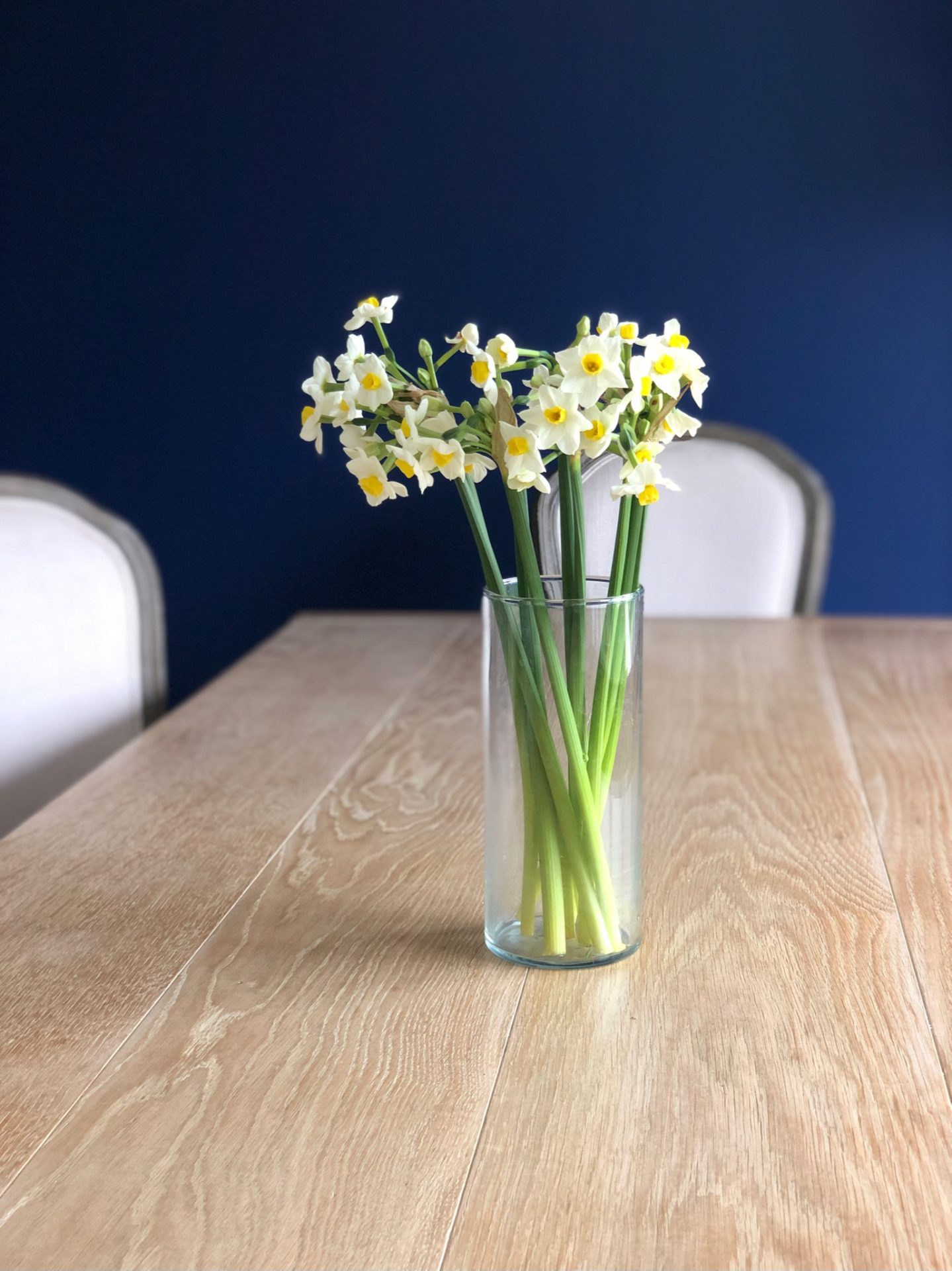 Spring daffodils against blue wall