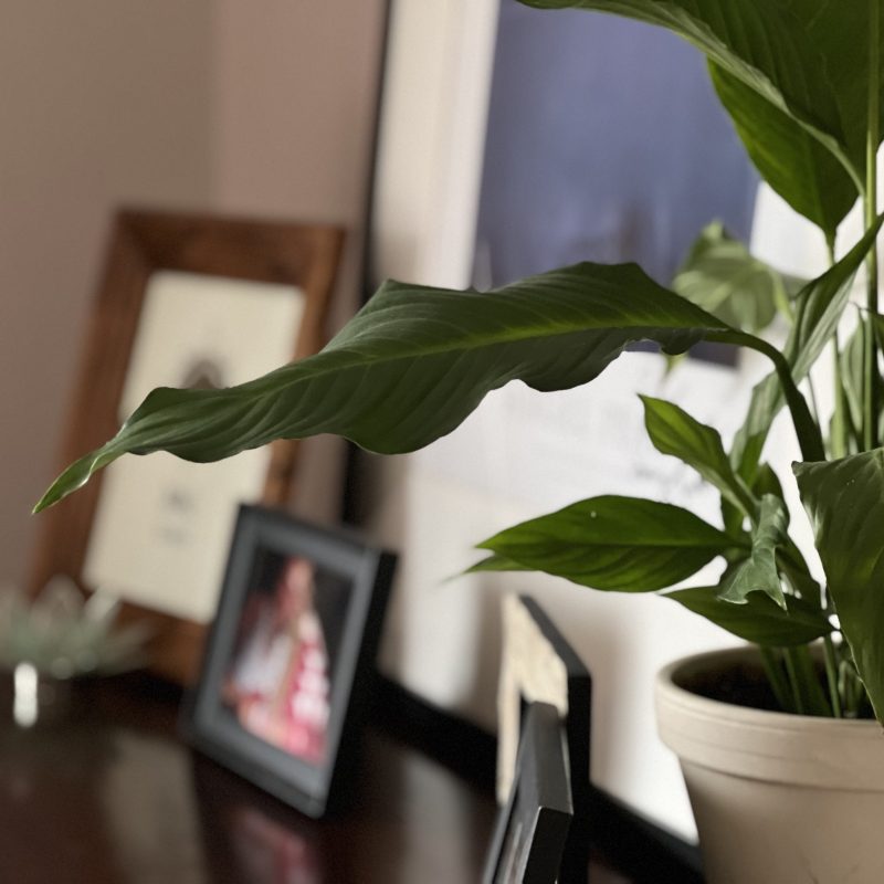 House plant in bedroom