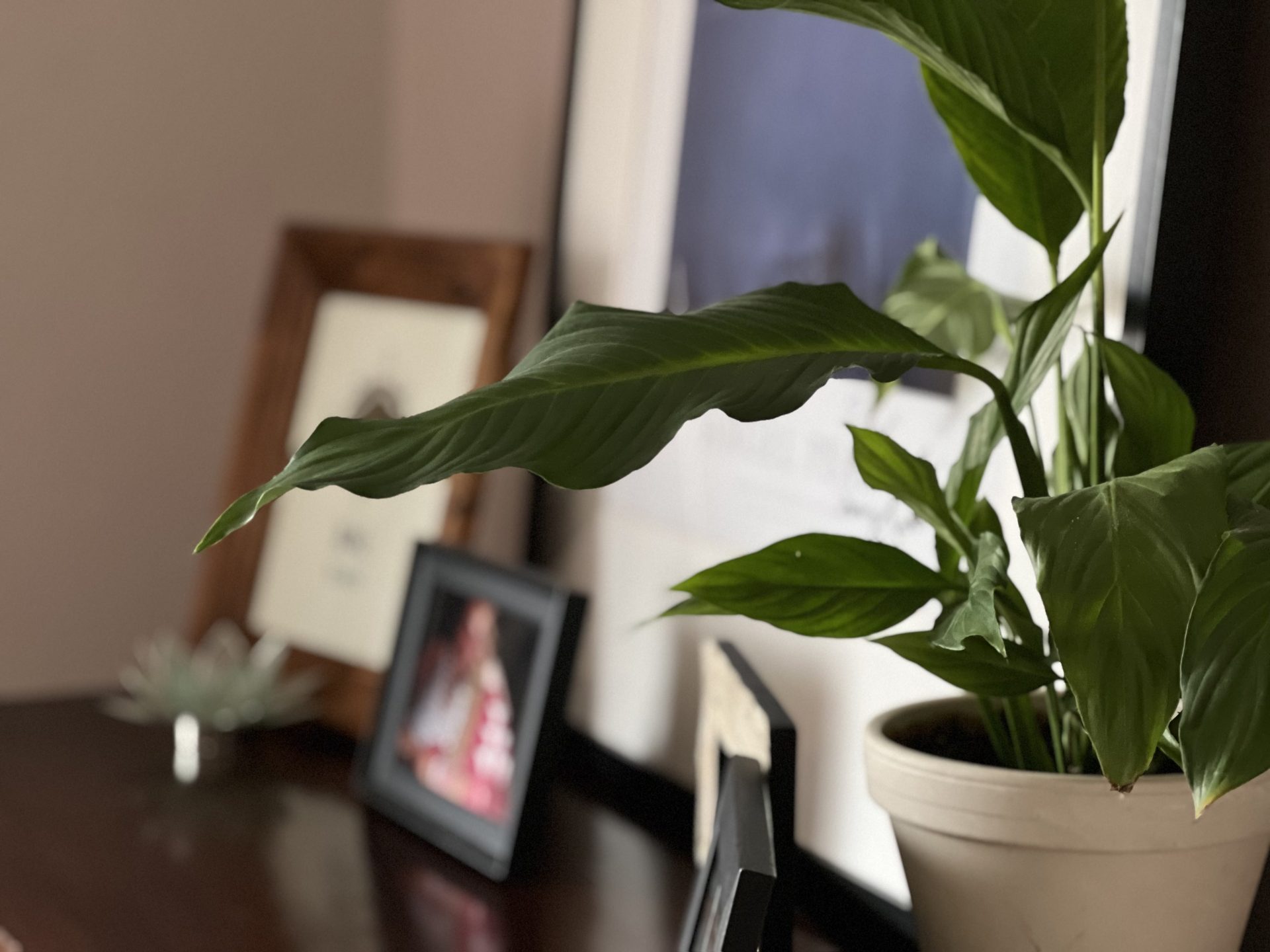 House plant in bedroom